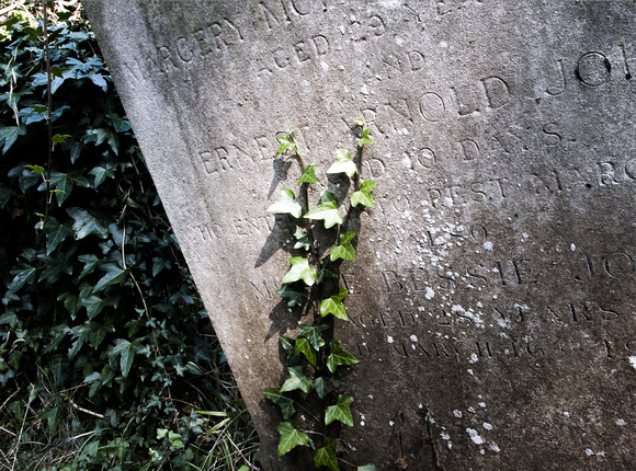 Headstone & ivy